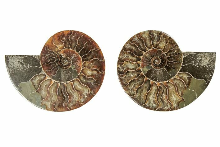 Cut & Polished, Agatized Ammonite Fossil - Madagascar #191619
